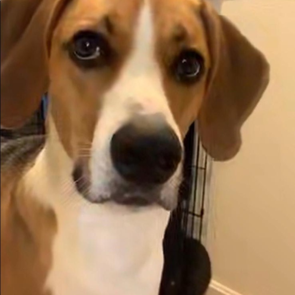 Meet your Posher, Sam